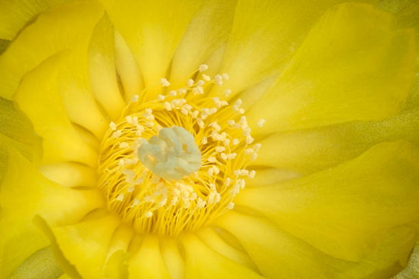 cactus flower, 8 - garden decoration stock pictures, royalty-free photos & images