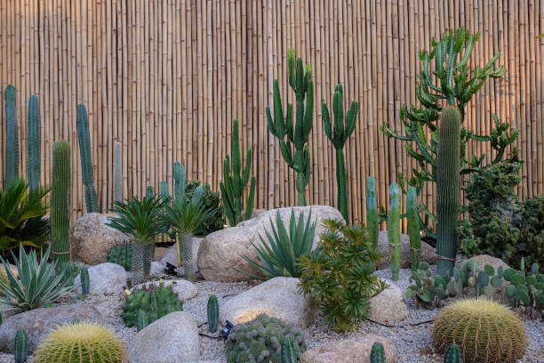 cactus garden - garden decoration stock pictures, royalty-free photos & images