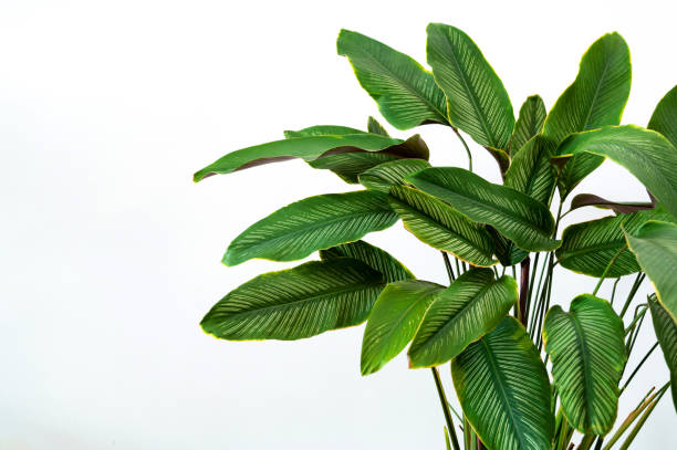 calathea cv. sanderiana in a black pot, white background isolate - garden decoration stock pictures, royalty-free photos & images
