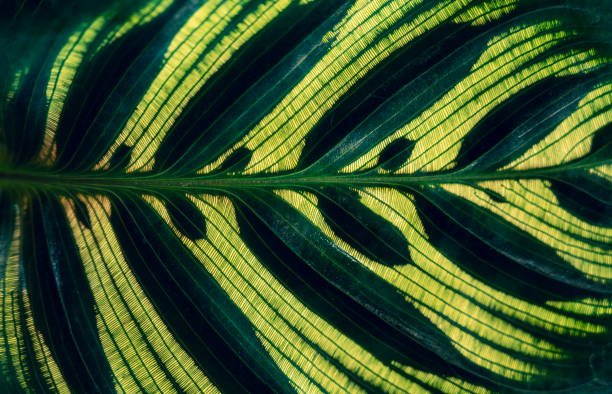 calathea makoyana leaves pattern background with dark green color - garden decoration stock pictures, royalty-free photos & images