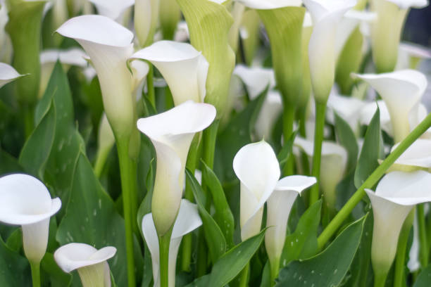 calla lily flowers - garden decoration stock pictures, royalty-free photos & images