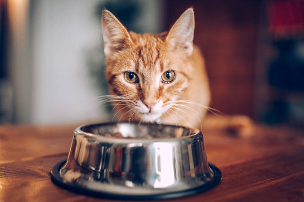 cat eating out of bowl - food stock pictures, royalty-free photos & images