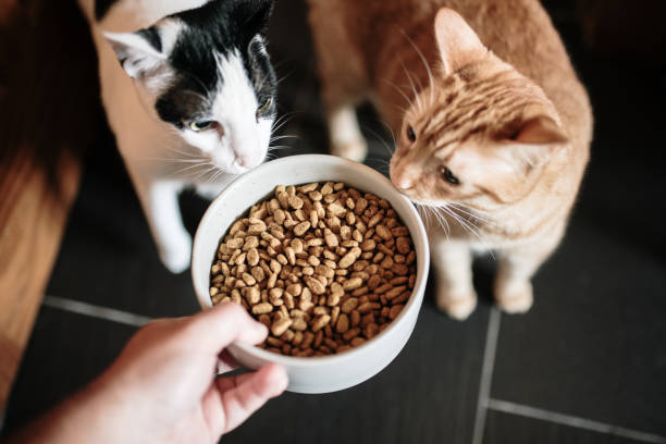 cat food and two cats - food stock pictures, royalty-free photos & images