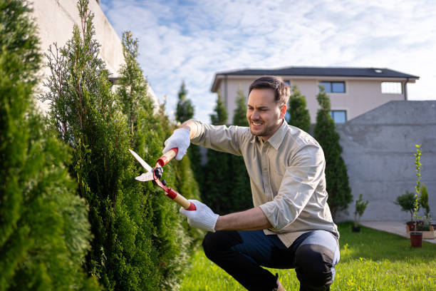 caucasian gardener using pruning shears to trim the small tree fir in the garden - garden decoration stock pictures, royalty-free photos & images