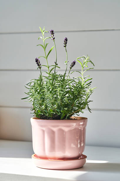 ceramic pink planters with lavender. - garden decoration stockfoto's en -beelden