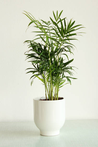 chamaedorea houseplant - home decoration stock pictures, royalty-free photos & images