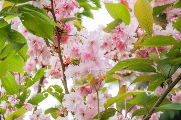 cherry blossom - garden decoration stockfoto's en -beelden