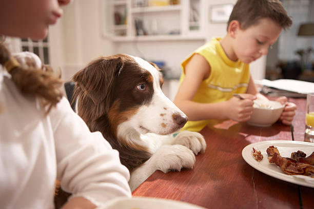 children (6-8) in kitchen at table with dog - food stockfoto's en -beelden