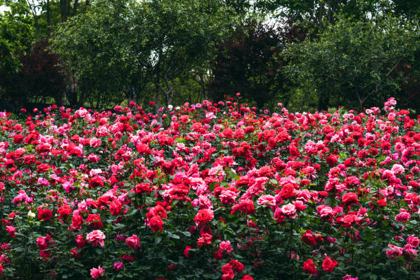 chinese rose - garden decoration stock pictures, royalty-free photos & images