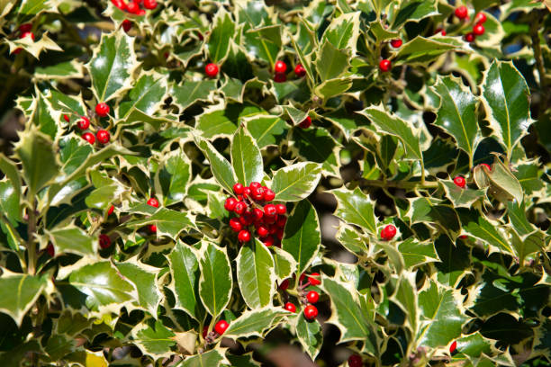 christmas holly background - garden decoration stock pictures, royalty-free photos & images