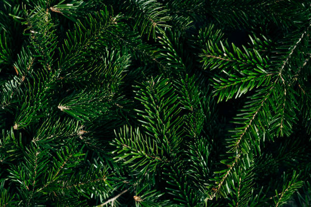 christmas tree branches. the concept of the new year, christmas, nature. banner. flat lay, top view - garden decoration stock pictures, royalty-free photos & images