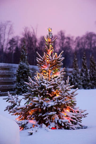 christmas tree with snow and lights - garden decoration stock pictures, royalty-free photos & images