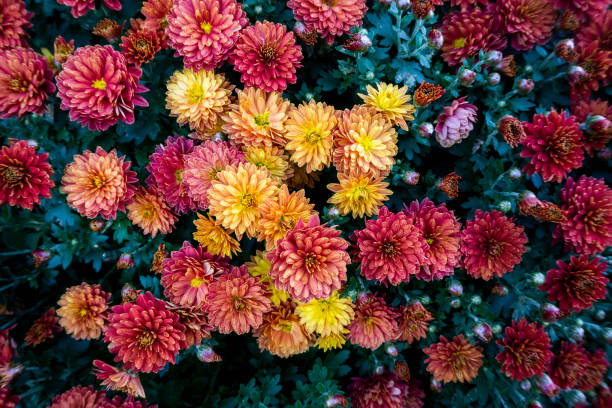 chrysanthemum - garden decoration stock pictures, royalty-free photos & images