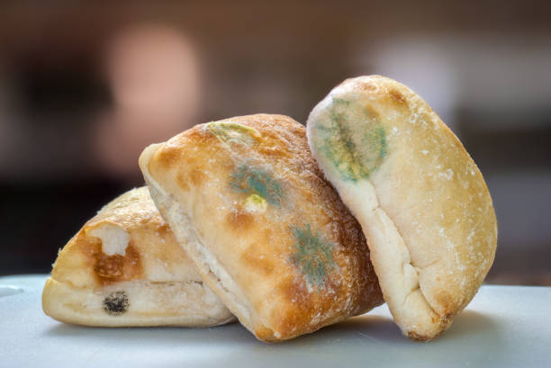 ciabatta bread with mold growth - food stock pictures, royalty-free photos & images
