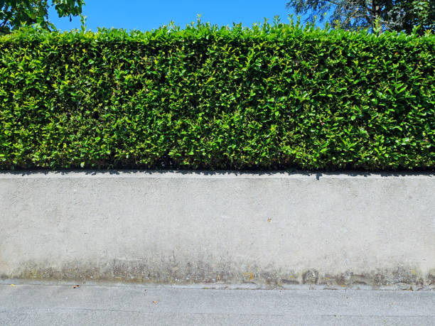 clean and empty sidewalk, wall and hedge under the sun in france - garden decoration stock pictures, royalty-free photos & images