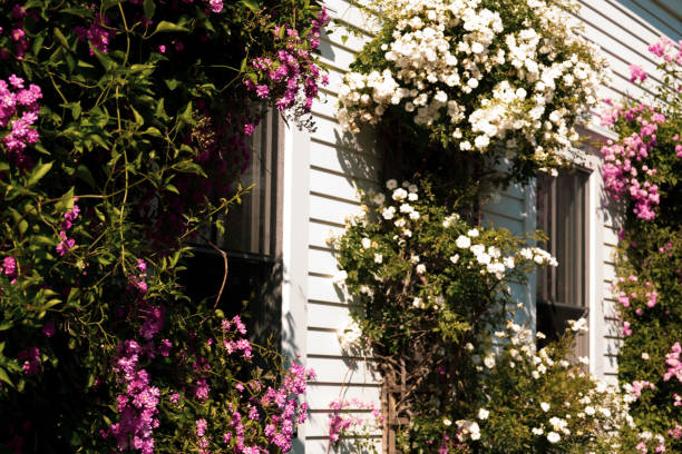 climbing rose vines on white clapboard home exterior - garden decoration stockfoto's en -beelden