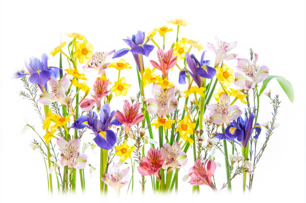 close-up, high-key image of the beautiful spring flowering, yellow daffodils, blue irises and peruvian lily flowers - garden decoration stock pictures, royalty-free photos & images