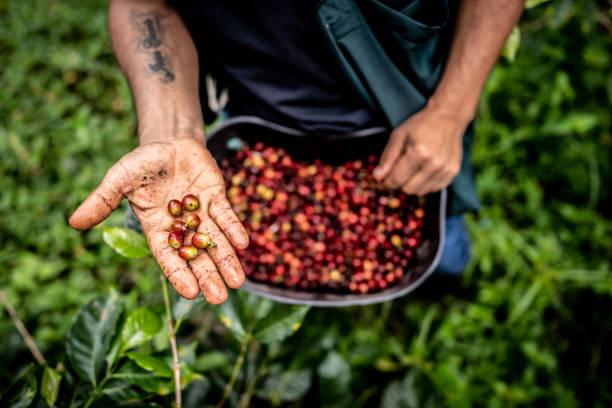 close-up of a agricultor showing raw coffee bean to camera - coffee stockfoto's en -beelden