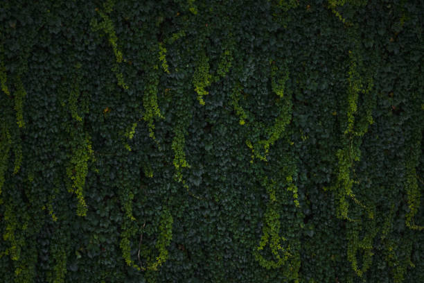close-up of a wall covered with a climbing plant. - garden decoration stock pictures, royalty-free photos & images