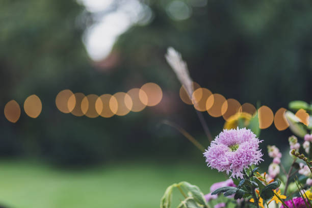 close-up of bunch of flowers, defocused string lights in the background. - garden decoration stock pictures, royalty-free photos & images