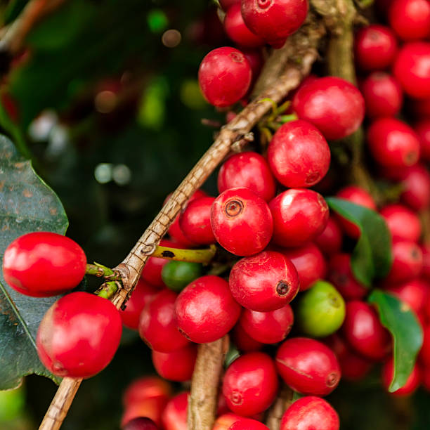 close-up of coffee cherries on kenyan plantation, east africa - coffee stockfoto's en -beelden
