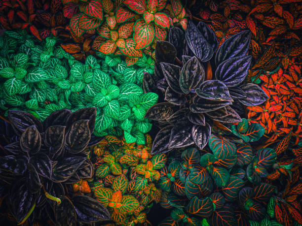 close-up of flowers - garden decoration stock pictures, royalty-free photos & images