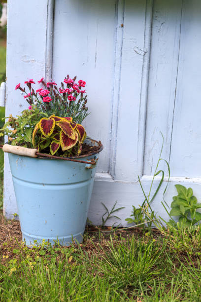 close-up of flowers growing in a bucket in a garden - garden decoration stock pictures, royalty-free photos & images