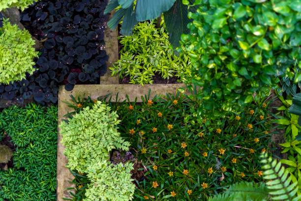 close-up of garden trees - garden decoration stockfoto's en -beelden