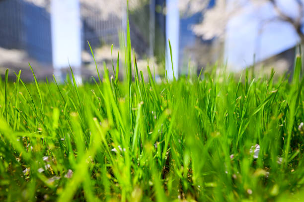 close-up of grass in modern eco city in spring - garden decoration stock pictures, royalty-free photos & images