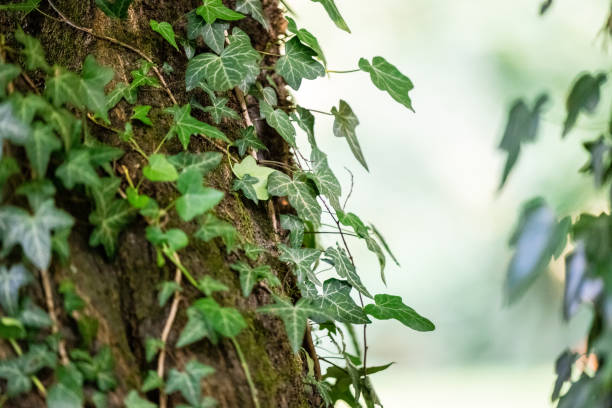 close-up of ivy growing on a tree. decoration service at a garden party, summer festival, or wedding. catering. - garden decoration stock pictures, royalty-free photos & images