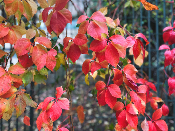 close-up of parthenocissus quinquefolia (virginia creeper) leafs - garden decoration stock pictures, royalty-free photos & images