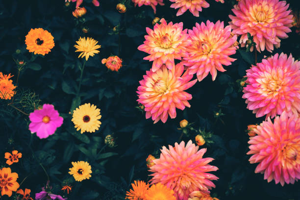 close-up of pink dahlia flower - garden decoration stock pictures, royalty-free photos & images