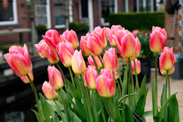 close-up of pink tulips flowers - garden decoration stock pictures, royalty-free photos & images