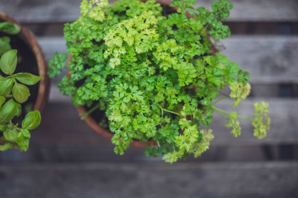 close-up of potted parsley and basil - garden decoration stock pictures, royalty-free photos & images