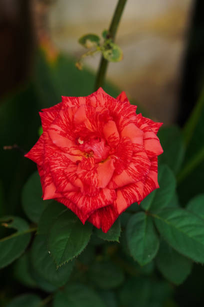 close-up of red rose - garden decoration stock pictures, royalty-free photos & images