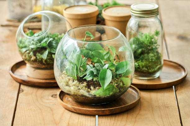 close-up of set of beautiful terrariums on wooden table - garden decoration stock pictures, royalty-free photos & images