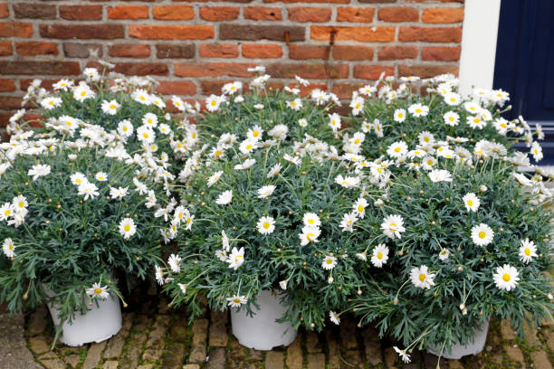 close-up of white daisy flowers in pots - garden decoration stock pictures, royalty-free photos & images