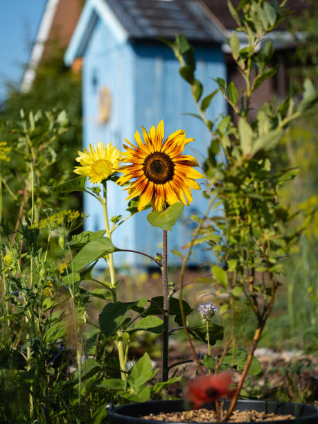 close-up ornamental sunflower against blue shed in cottage garden - garden decoration stock pictures, royalty-free photos & images