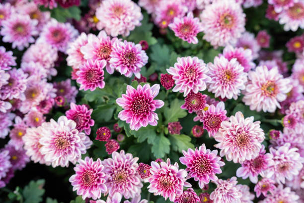close-up pink chrysanthemum flowers nature background. - garden decoration stock pictures, royalty-free photos & images