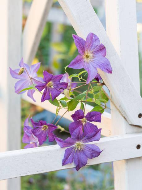 close-up purple clematis flower in bloom on white trellis in a garden - garden decoration stock pictures, royalty-free photos & images