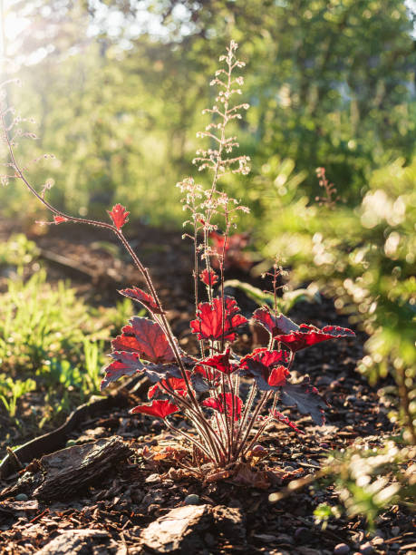 close-up red ornamental plant illuminated by backlit sunlight on flower bed in summer garden, heuchera - garden decoration stock pictures, royalty-free photos & images