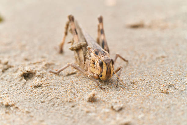close-up side view of a brown grasshopper on the sand of the beach looking at the camera - garden decoration stockfoto's en -beelden
