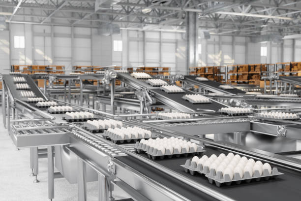 close-up view of packaging eggs on production line in egg factory - food stock pictures, royalty-free photos & images