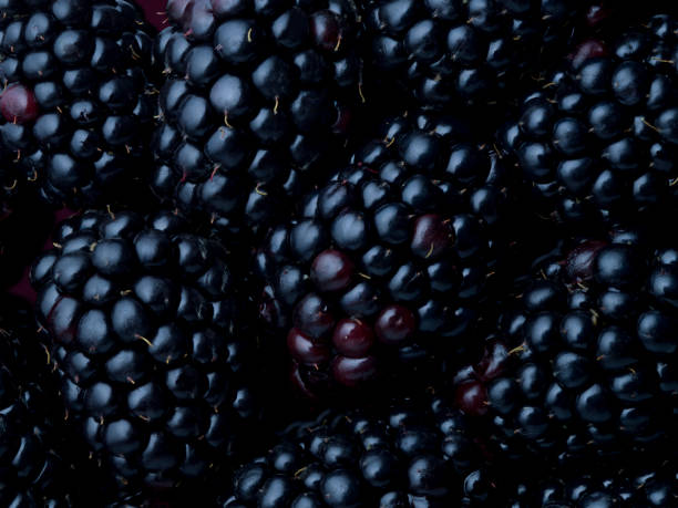 close up blackberries - food stock pictures, royalty-free photos & images