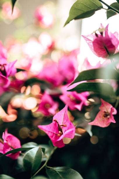 close up of a bouganville flowers - garden decoration stock pictures, royalty-free photos & images