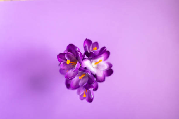 close up of blooming crocuses. - garden decoration stock pictures, royalty-free photos & images