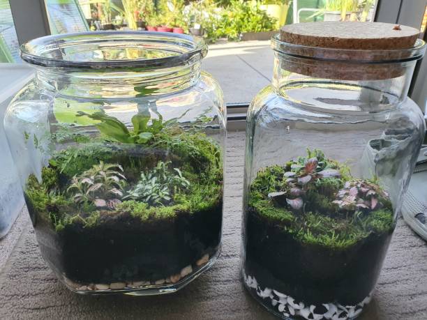 close up of fern, moss and nerves plants growing in terrarium jars - garden decoration stock pictures, royalty-free photos & images