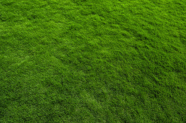 close up of immaculate grass lawn - garden decoration stock pictures, royalty-free photos & images
