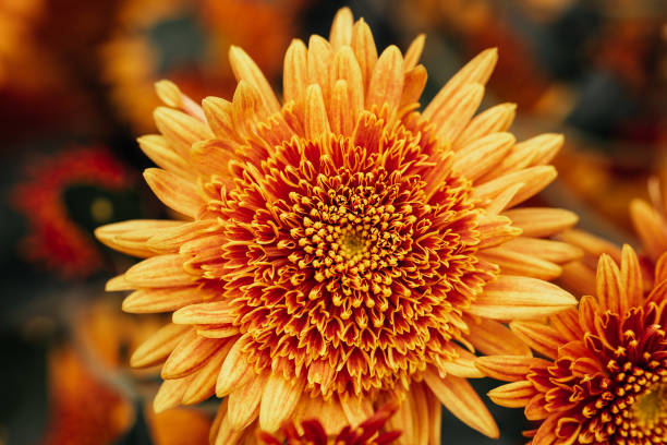close up of orange chrysanthemums flower. - garden decoration stock pictures, royalty-free photos & images