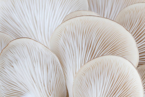 close up of white colored oyster mushroom - food stock pictures, royalty-free photos & images
